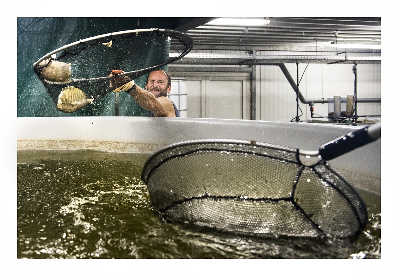 Schepnet met vis van bij Omegabaars