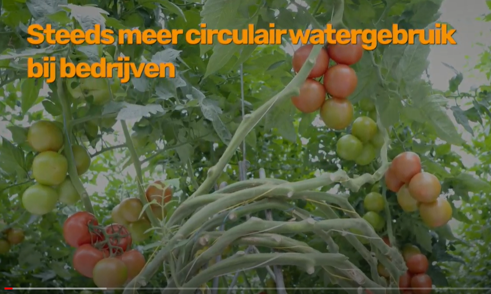 Tomato masters zet samen met Omegabaars in op circulair watergebruik
