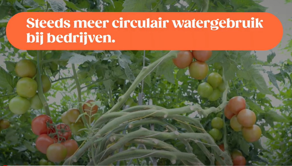 Tomato Masters en Omega Baars werken samen voor circulair waterverbruik