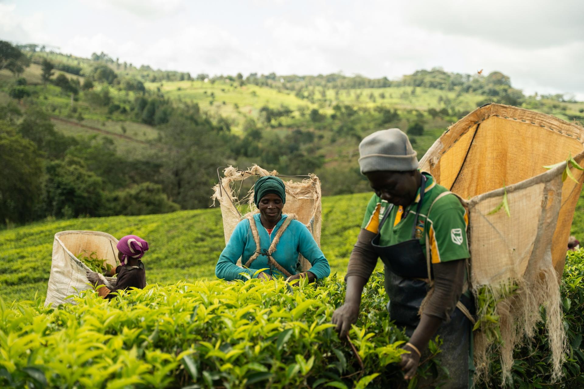 Exchange - Comma - Rentec