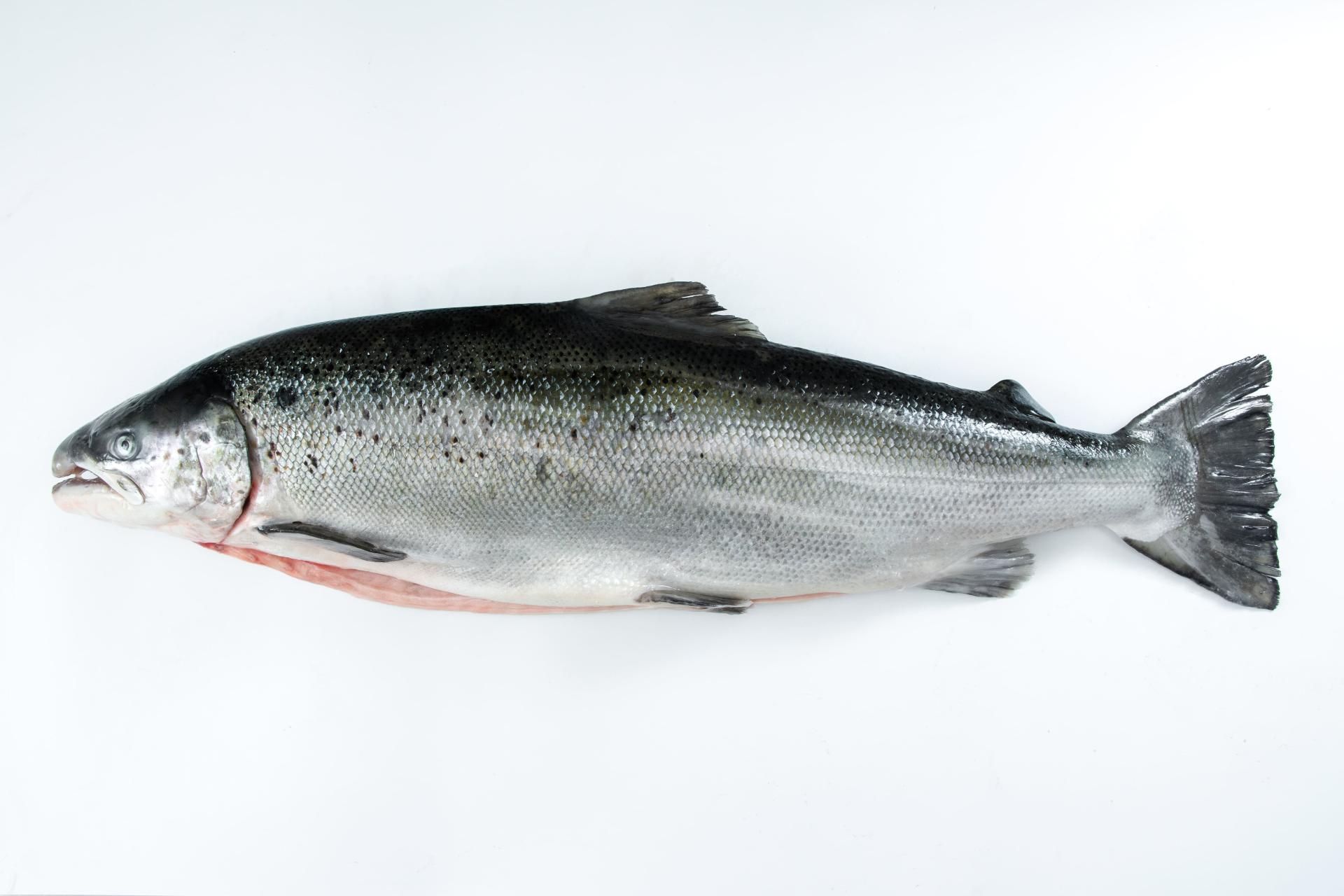 Columbi Salmon