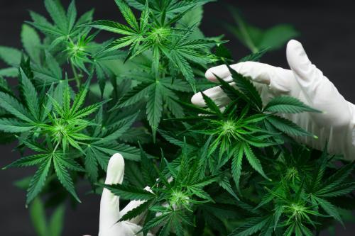 medicinale cannabis