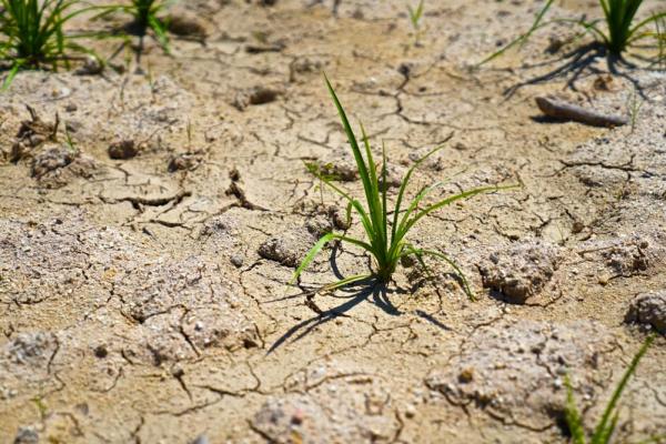 droogte