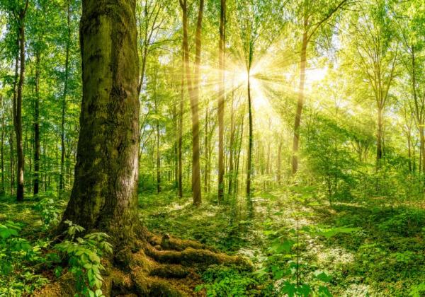 Klimaatbossenfonds: investeer mee in meer bos in het Pajottenland