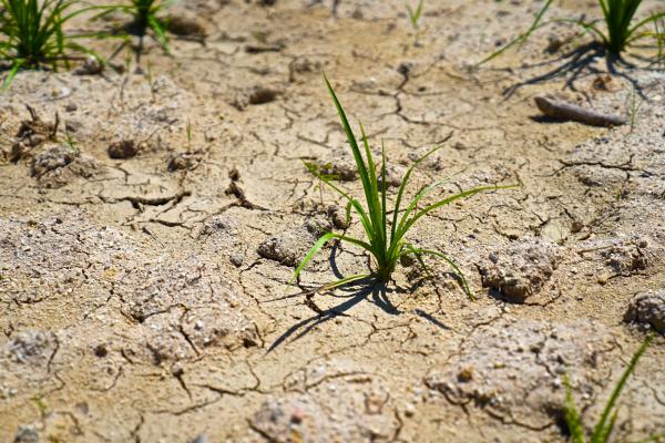 Droogte