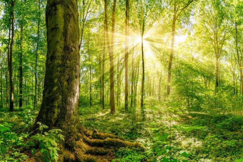 Klimaatbossenfonds: investeer mee in meer bos in het Pajottenland