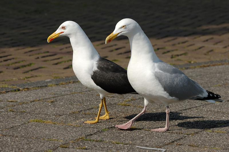 meeuwen