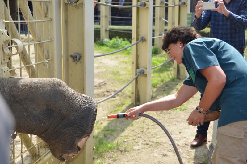 Sabien Lahaye-Battheu vorig jaar tijdens haar bedrijfsstage bij Bellewaerde