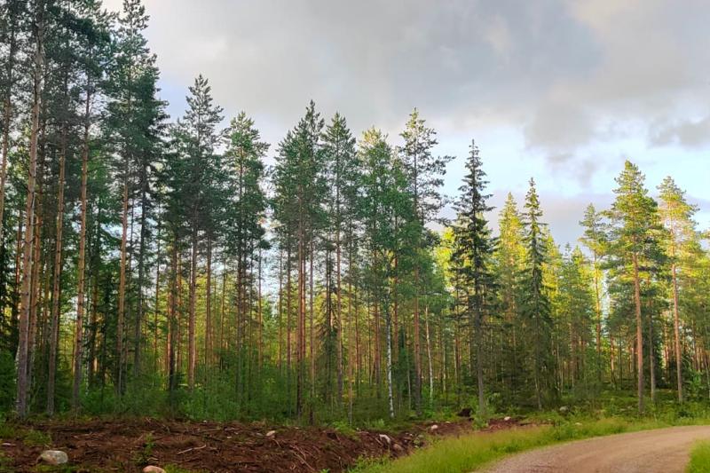 Upgrade Estate over duurzaam bosbeheer in Finland