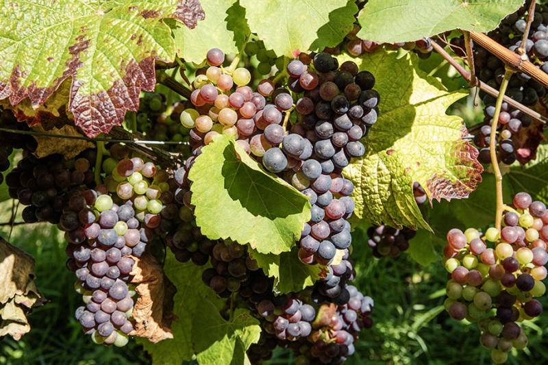 2022: grand cru voor de Oost-Vlaamse wijnbouw (en 2023 wordt wellicht nog beter)